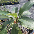 Black Cherry Tree (Native) - Available Spring 2027