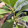 Black Cherry Tree (Native) - Available Spring 2027