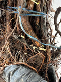Boyne Raspberry bare root
