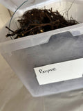 Boyne Raspberry bare root