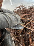 Boyne Raspberry bare root