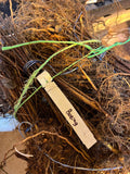 Boyne Raspberry bare root