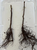 Boyne Raspberry bare root