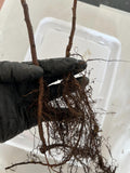 Boyne Raspberry bare root