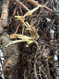 Boyne Raspberry bare root