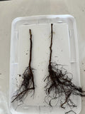 Boyne Raspberry bare root