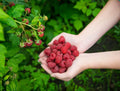 Boyne Raspberry