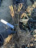 Cheyenne Blackberry bare root