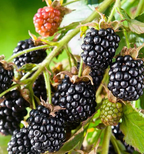 Cheyenne Blackberry