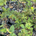 Choctaw Blackberry