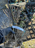 Choctaw Blackberry bare root