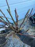 Choctaw Blackberry bare root