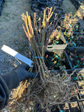 Choctaw Blackberry bare root
