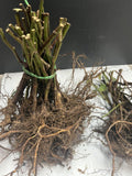 Choctaw Blackberry bare root
