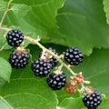 Choctaw Blackberry