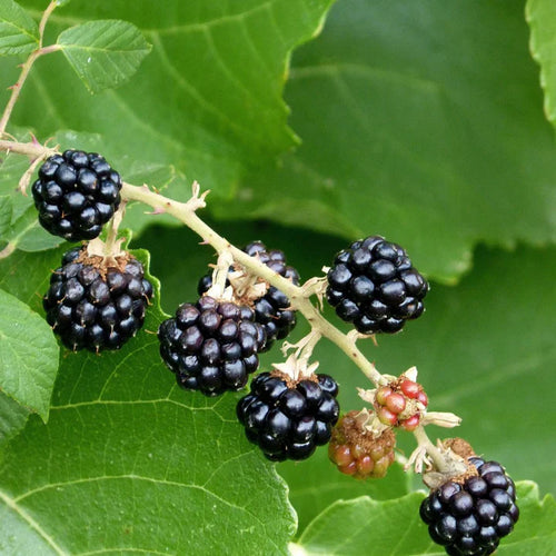 USDA Zone 9