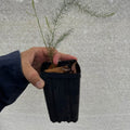 Hand holding a Conover's Colossal asparagus start in a small square pot