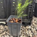 Young Conover's Colossal asparagus plant with feathery green ferns in a small square pot