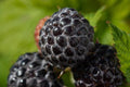 Cumberland Black Raspberry bare root