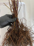 Cumberland Black Raspberry bare root