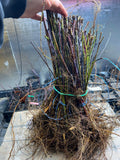 Cumberland Black Raspberry bare root