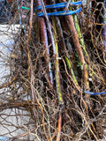 Cumberland Black Raspberry bare root