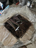 Cumberland Black Raspberry bare root