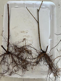 Cumberland Black Raspberry bare root