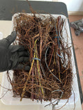 Cumberland Black Raspberry bare root