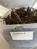 Cumberland Black Raspberry bare root
