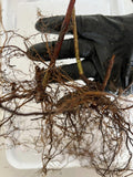 Cumberland Black Raspberry bare root
