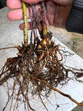Cumberland Black Raspberry bare root