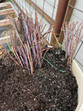 Cumberland Black Raspberry bare root