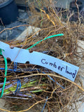 Cumberland Black Raspberry bare root