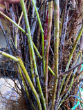 Cumberland Black Raspberry bare root
