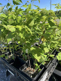 Cumberland Black Raspberry half gallon potted