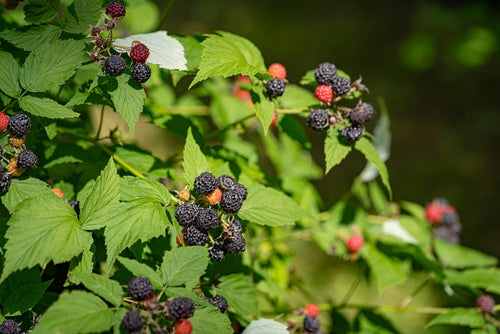 Cumberland Black Raspberry