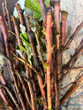 Double Gold Raspberry bare root