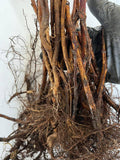 Double Gold Raspberry bare root
