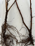 Double Gold Raspberry bare root