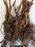 Double Gold Raspberry bare root