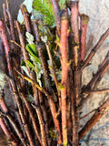 Double Gold Raspberry bare root