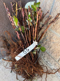 Double Gold Raspberry bare root