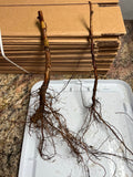 Double Gold Raspberry bare root
