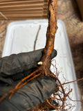 Double Gold Raspberry bare root