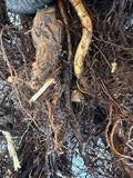 Double Gold Raspberry bare root