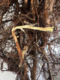 Double Gold Raspberry bare root