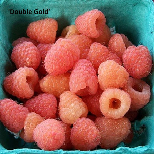 Double Gold Raspberry