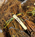 Heritage Raspberry bare root
