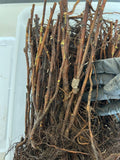 Heritage Raspberry bare root